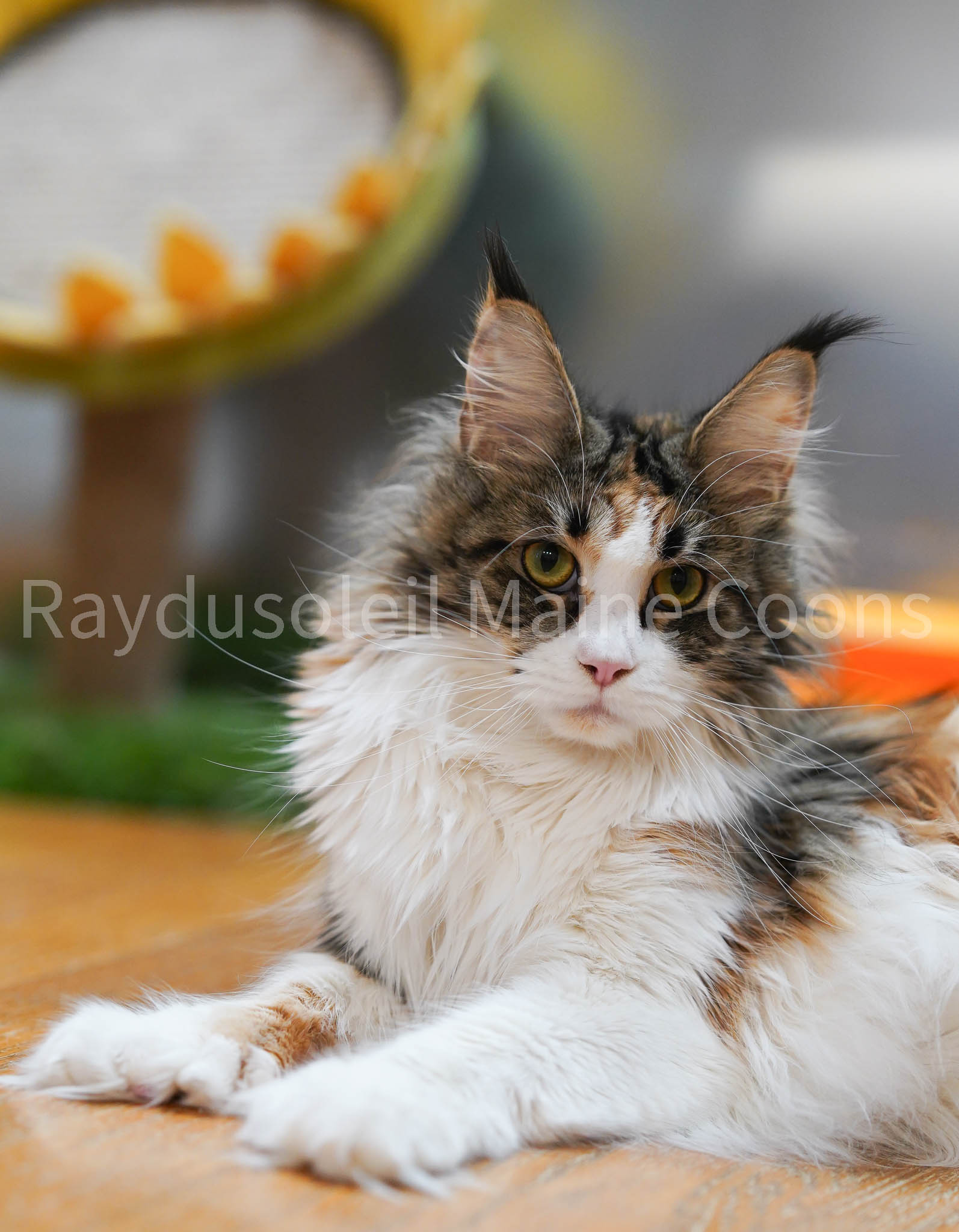 Filia Adrianny Beauty of Raydusoleil Polydactyl