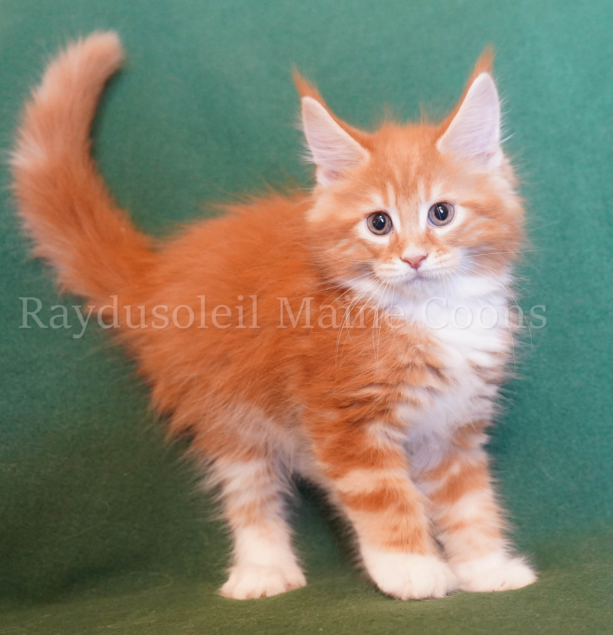 Douglas male, RESERVED for breeder