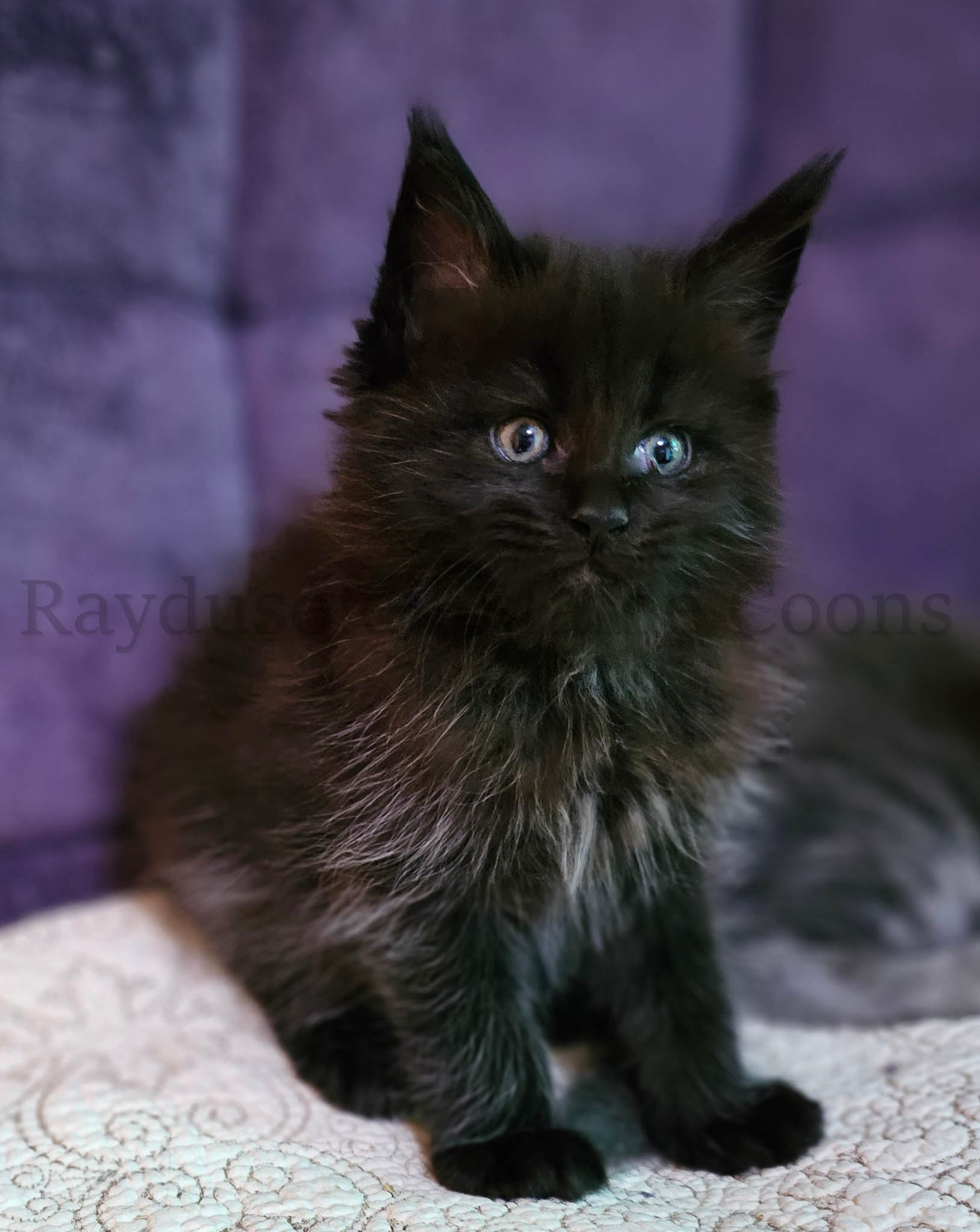 Elliot, male, RESERVED for Violetta from Bartlett, IL
