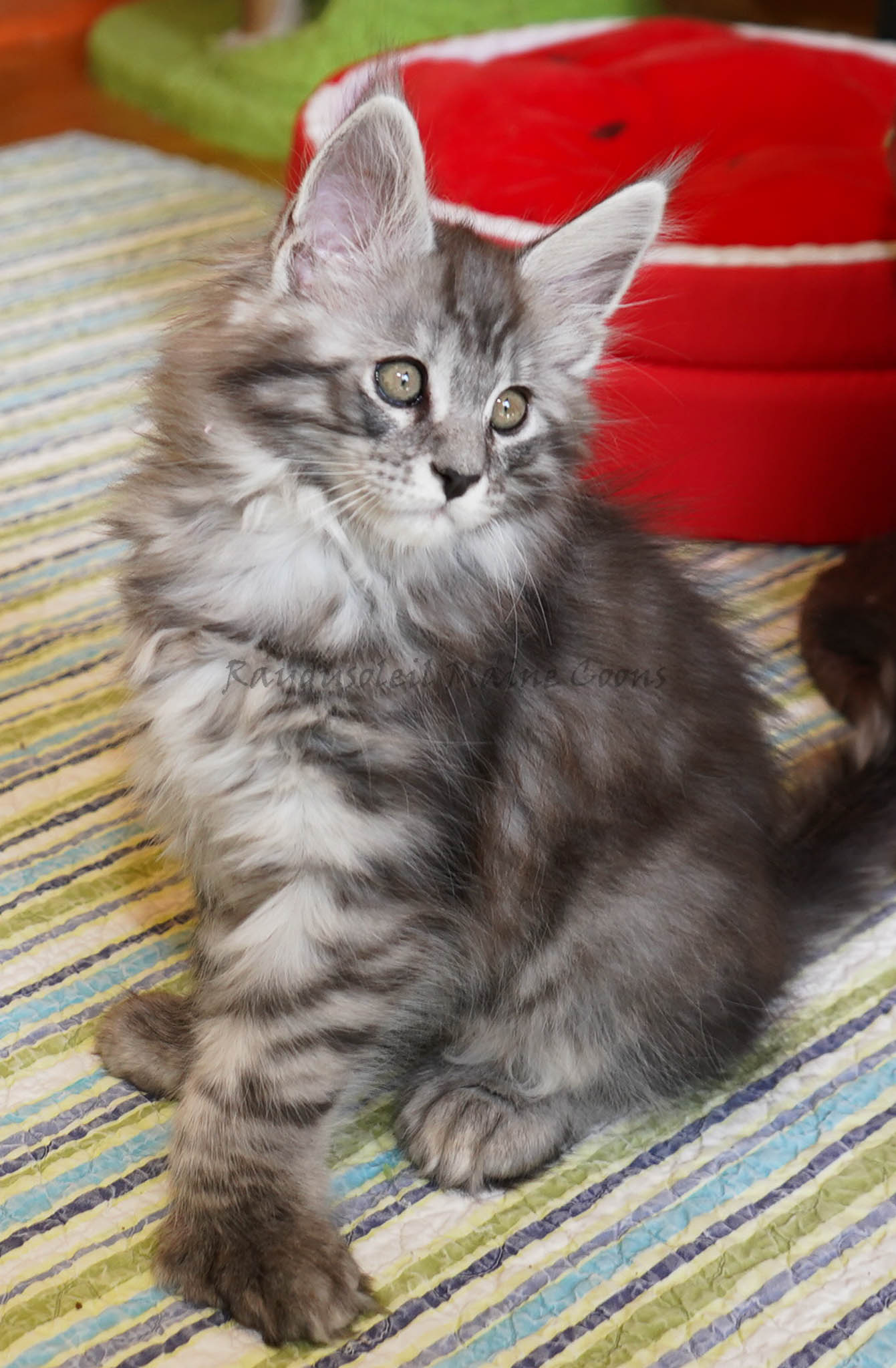 Mati Polydactyl 10 weeks old-RESERVED for Ana from Bloomington, IL