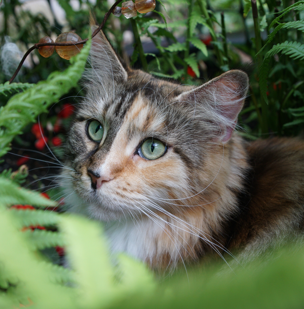 Raydusoleil Nelly, founded her  forever home with Judy in  Aurora, IL