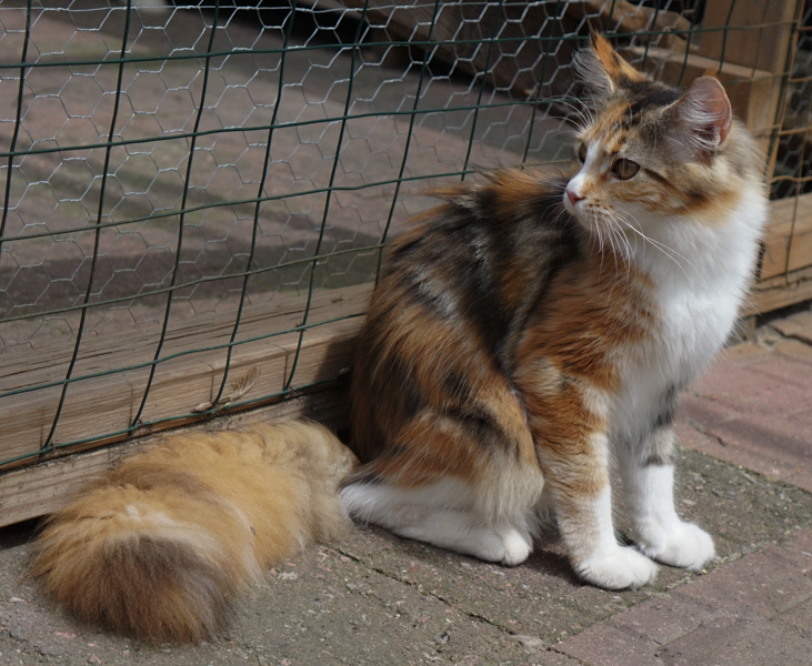 RockStarCats Gypsy Quinn lives in a loving family with Hanna in Lincoln, IL. 