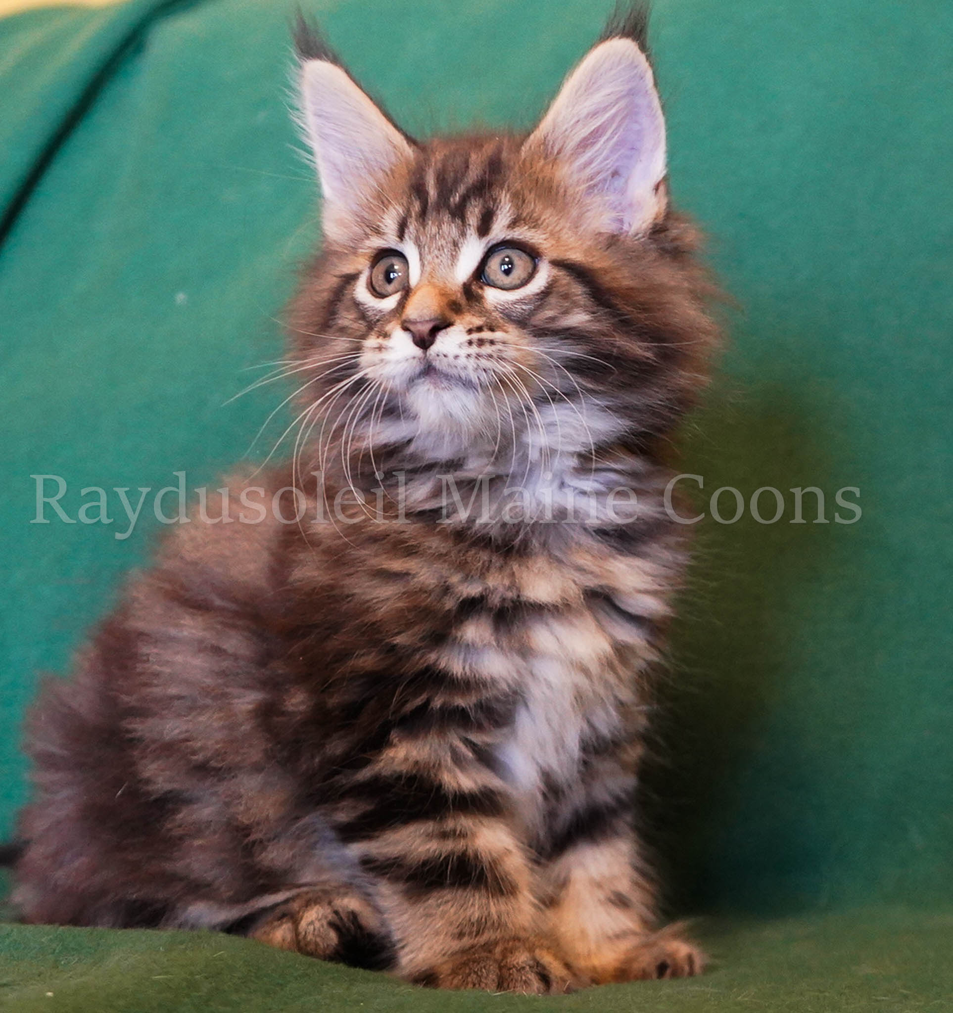 David Male, RESERVED for Raffi from Palatine, IL
