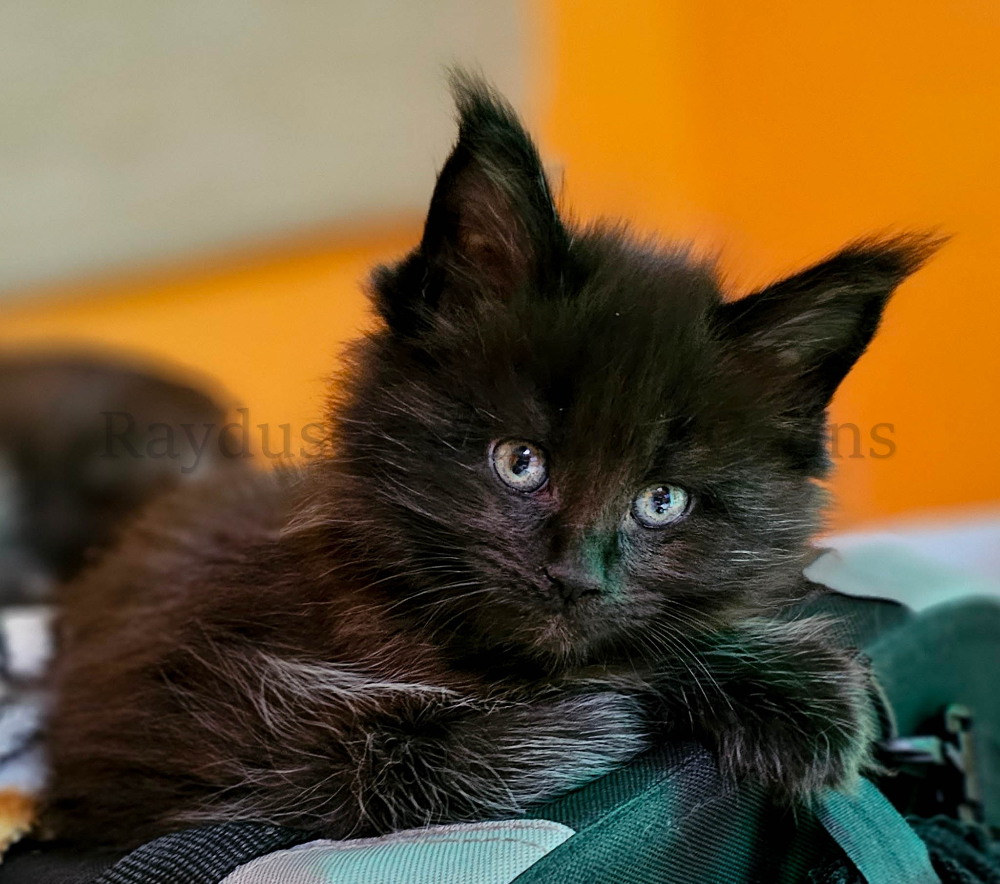 Ebony, female, RESERVED for Erika and family from Columbia, IL