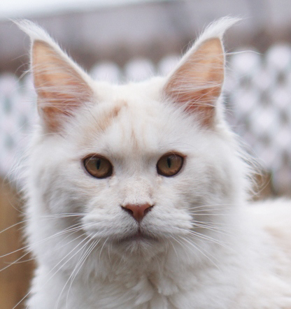 Muse Coons Karlie of Ray Du Soleil Maine Coons  lives with Becky and Dan in Milwaukee, WI