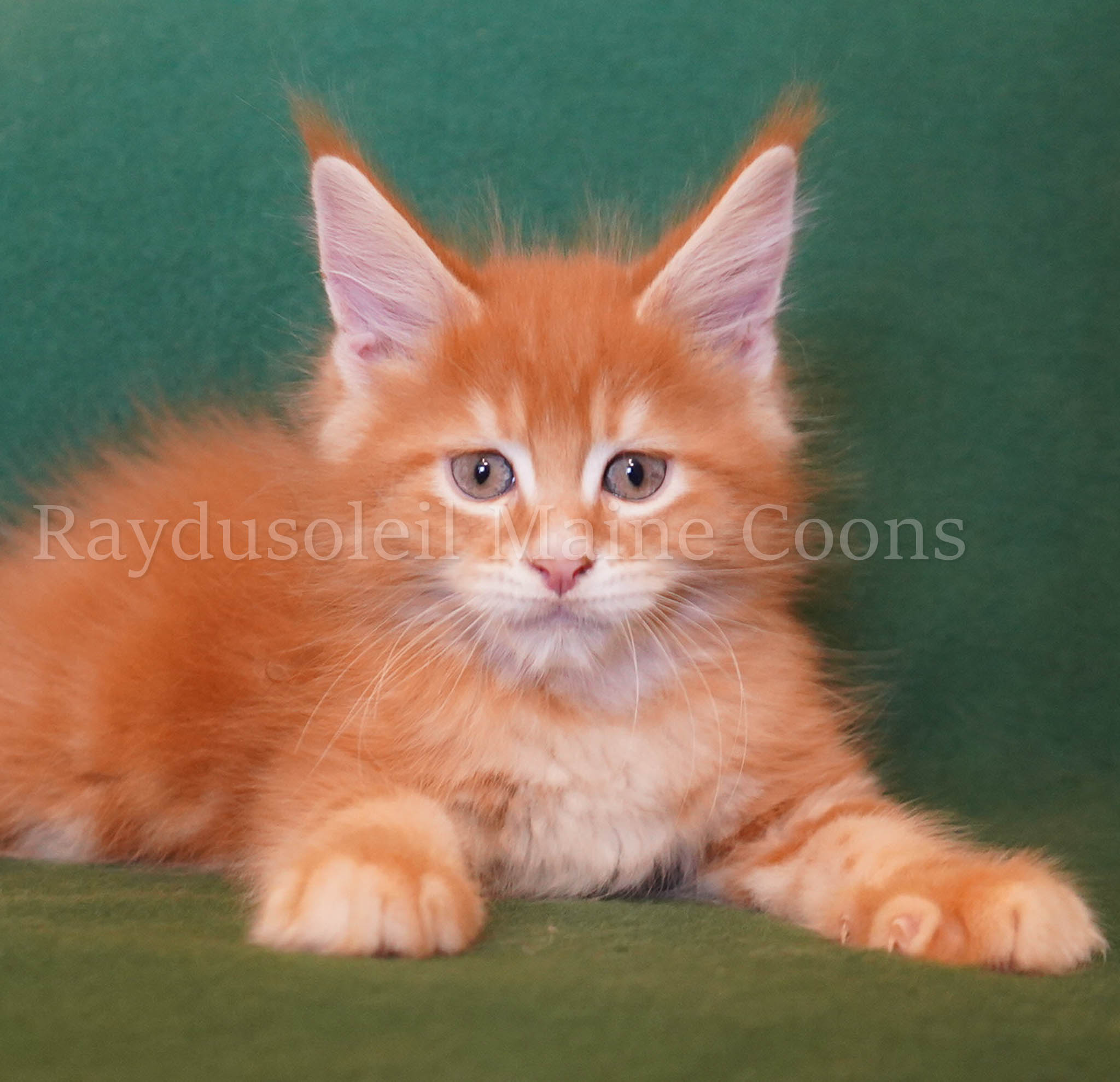 Dean male, RESERVED for Joe and family from Libertyville, IL