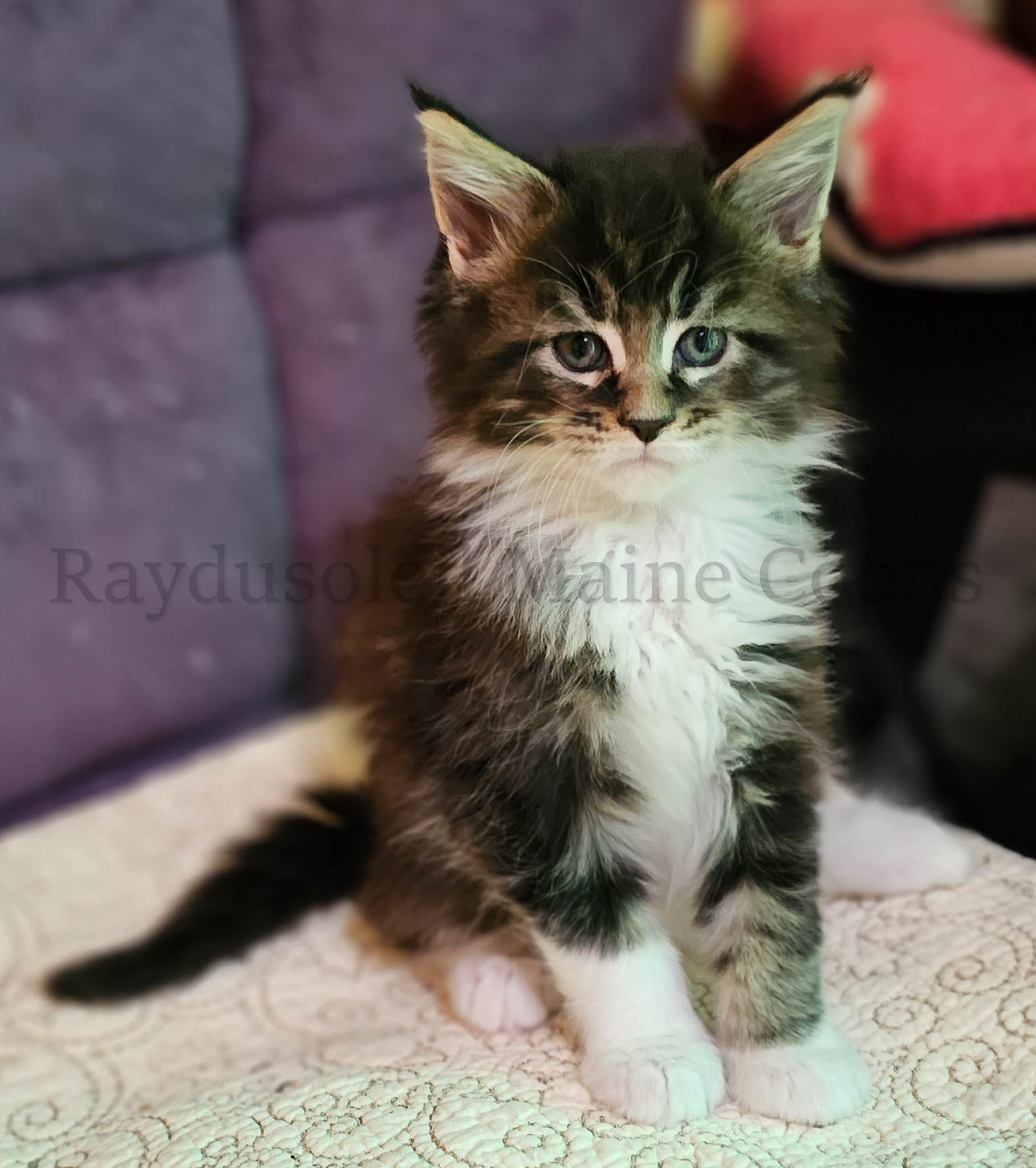 Eddie, male RESERVED for Leanna from Orland Park, IL