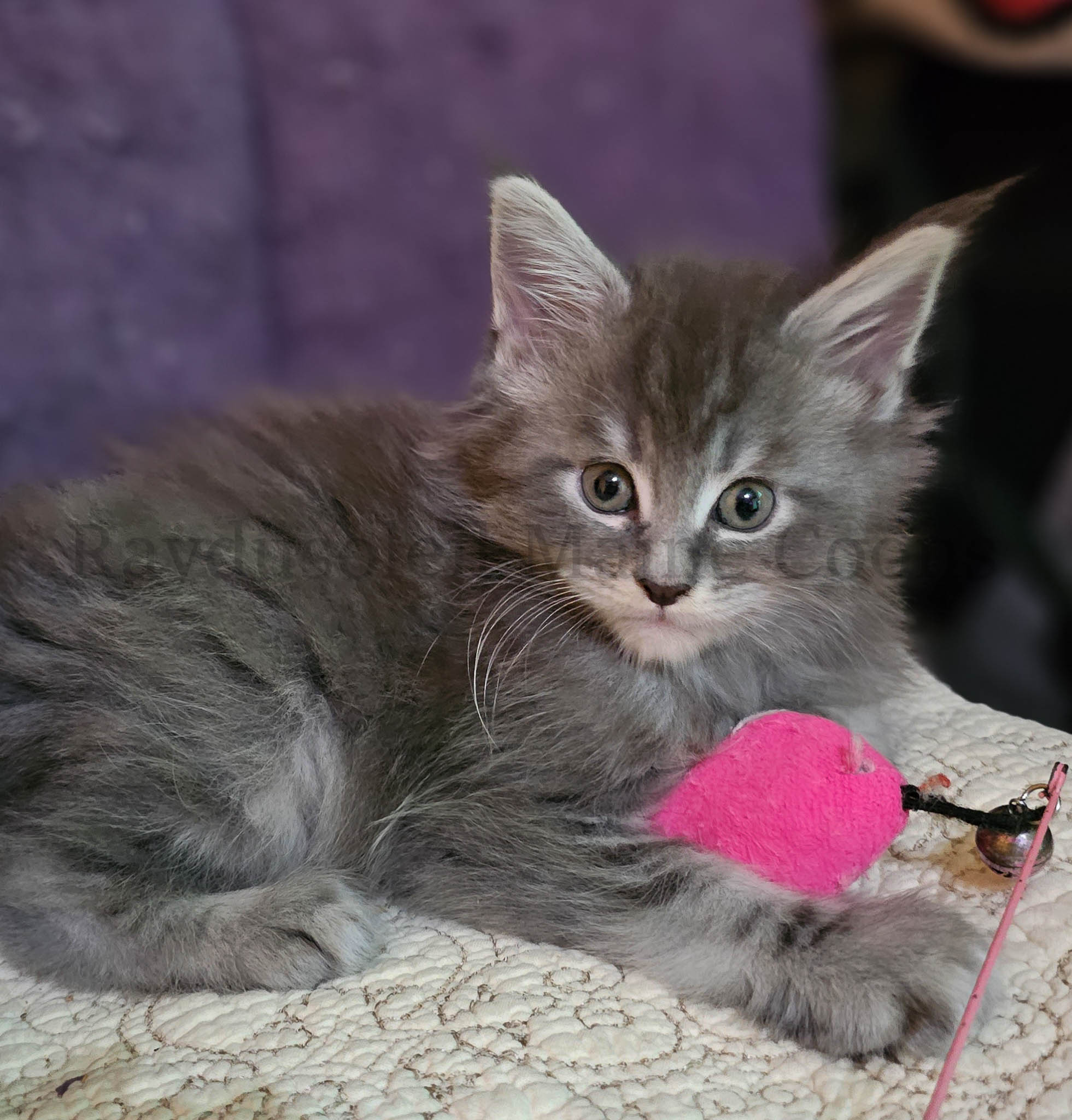 Eric, male RESERVED for Melissa from Rolling Meadows, IL