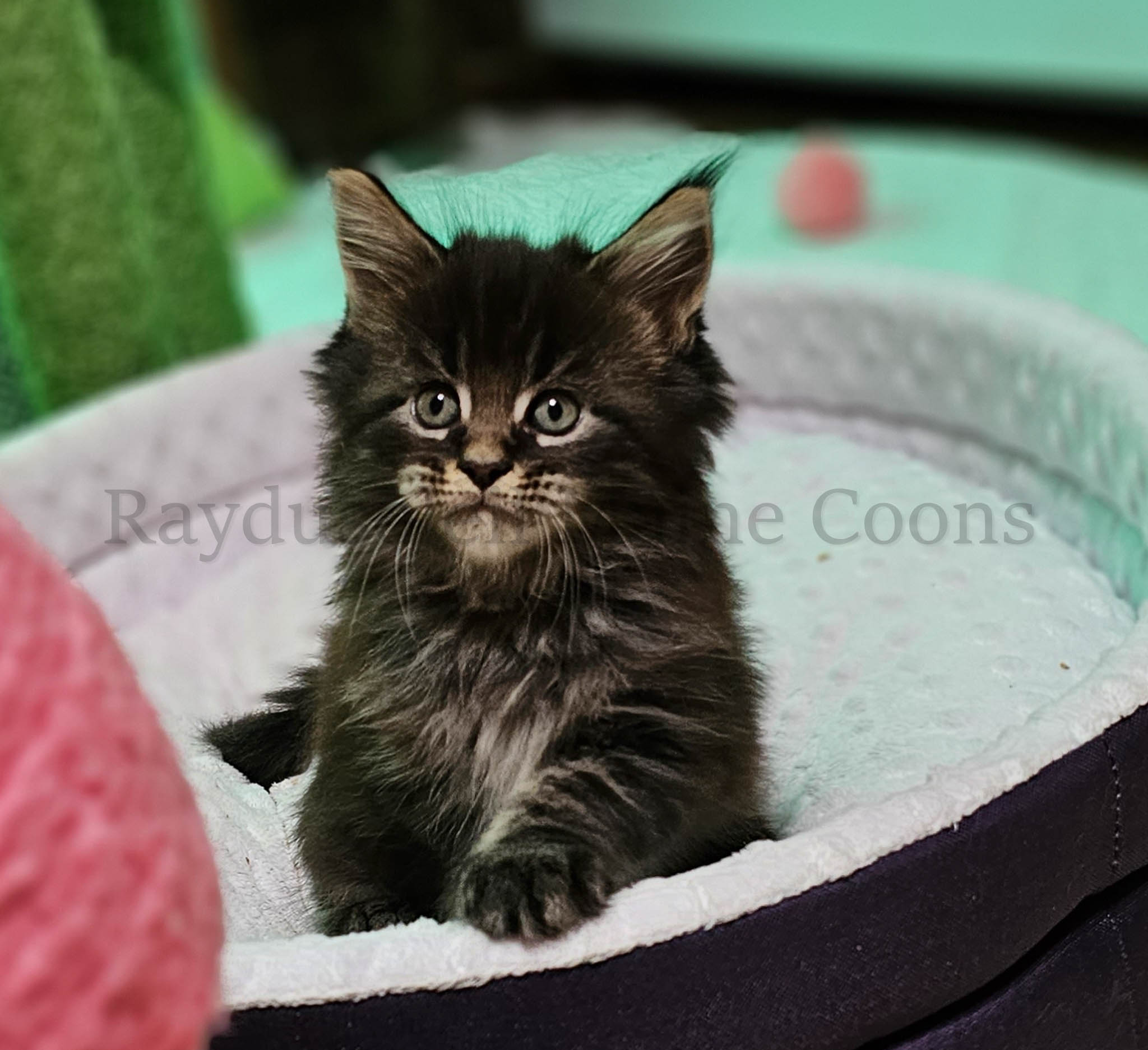Elvis, male RESERVED for Josh and family from Franklin, WI