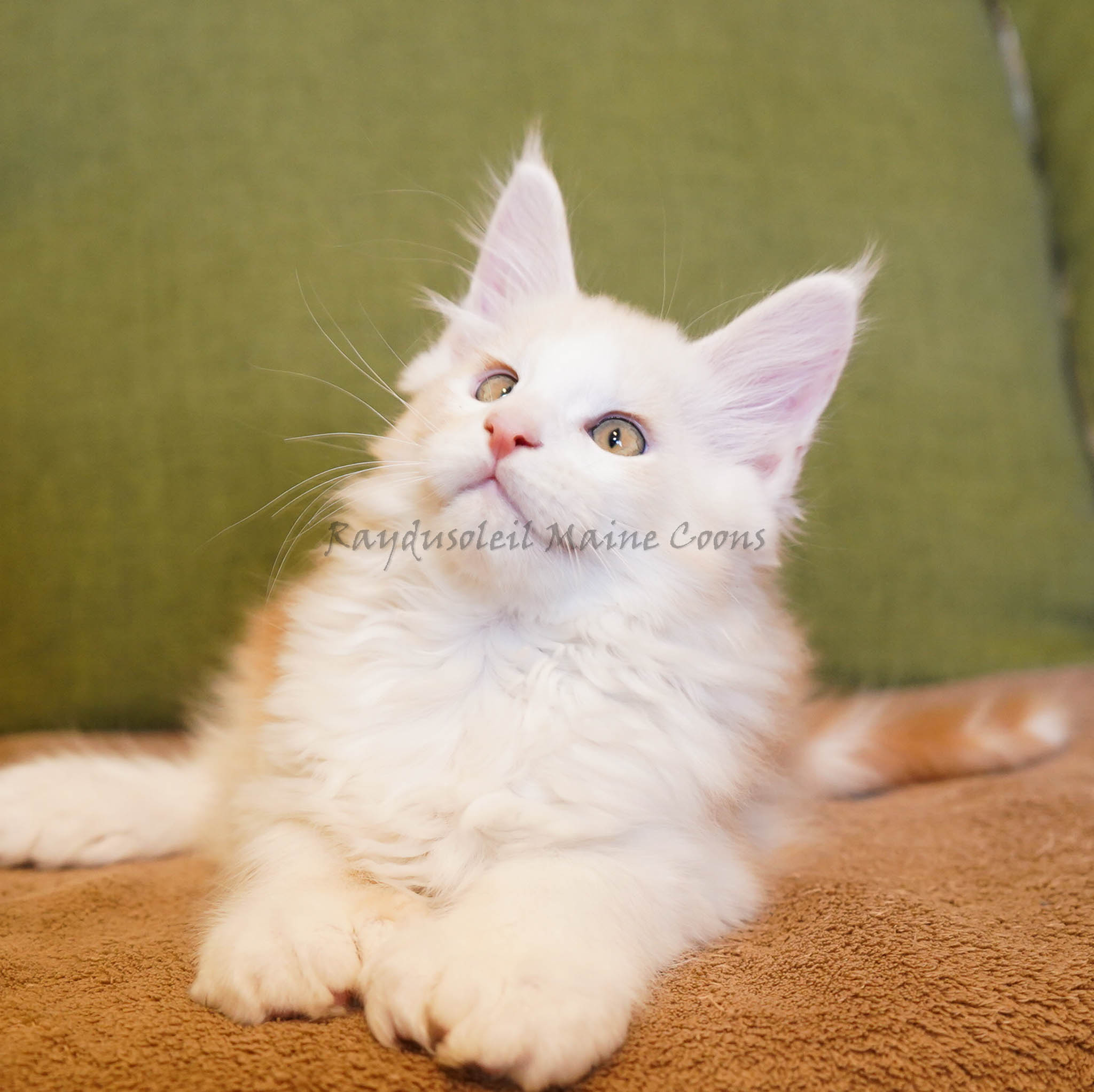 Marshmallow Polydactyl 10 weeks old - RESERVED for Cheryl from Dixon, IL