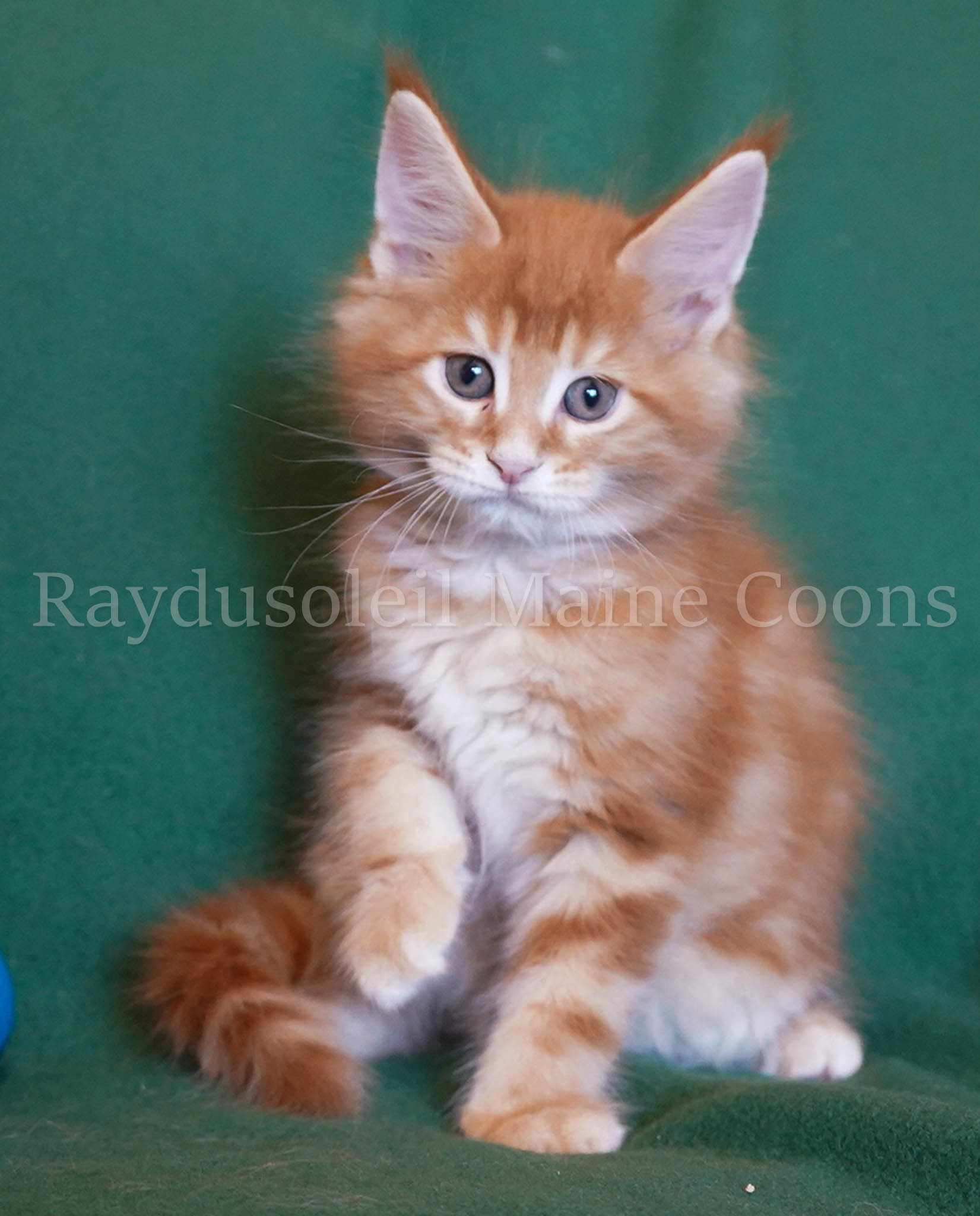 Danny male, RESERVED for Jill from Tampa, FL