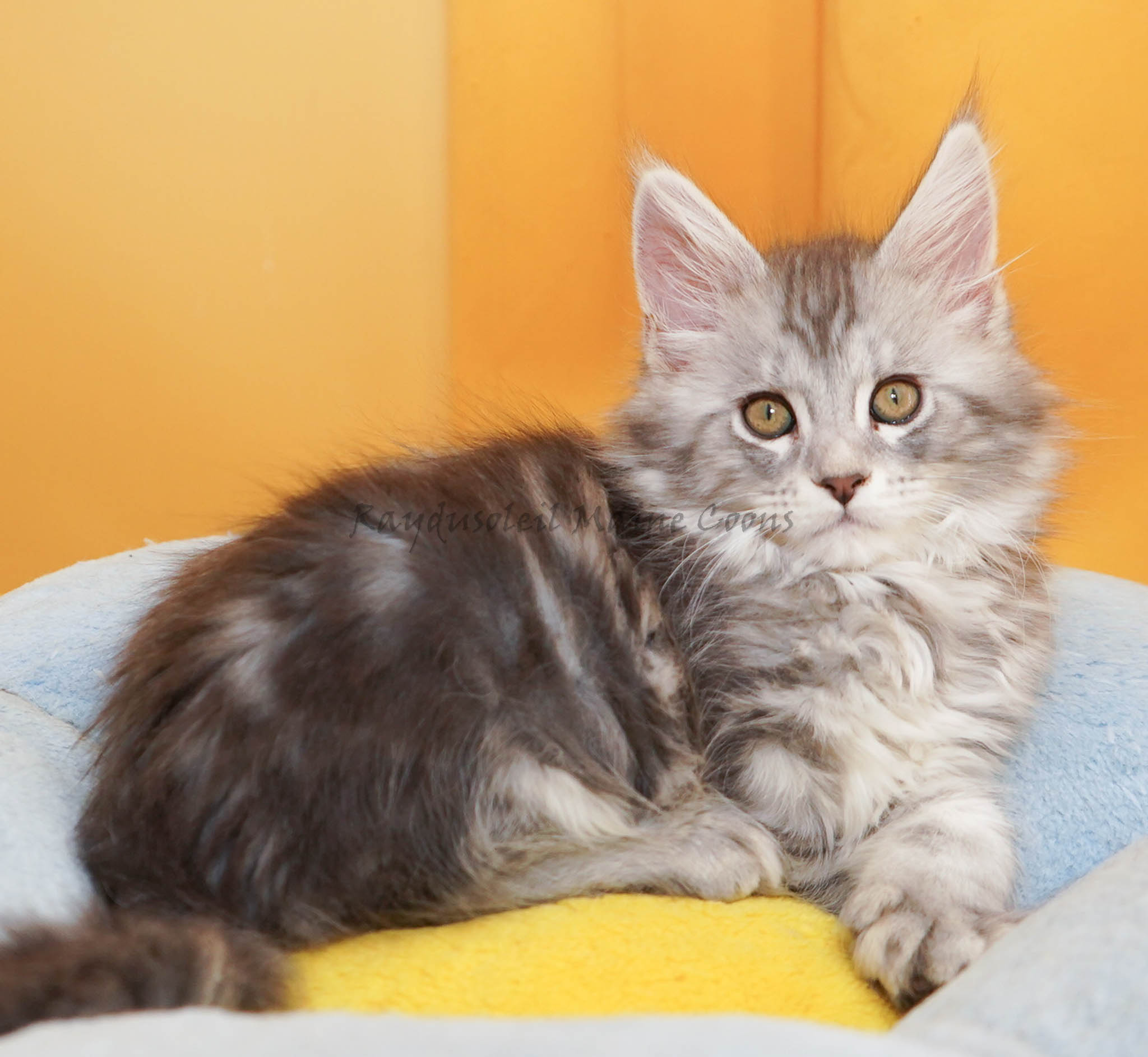 Milky Polydactyl 10 weeks old RESERVED for Maria and Steve from Chicago, IL