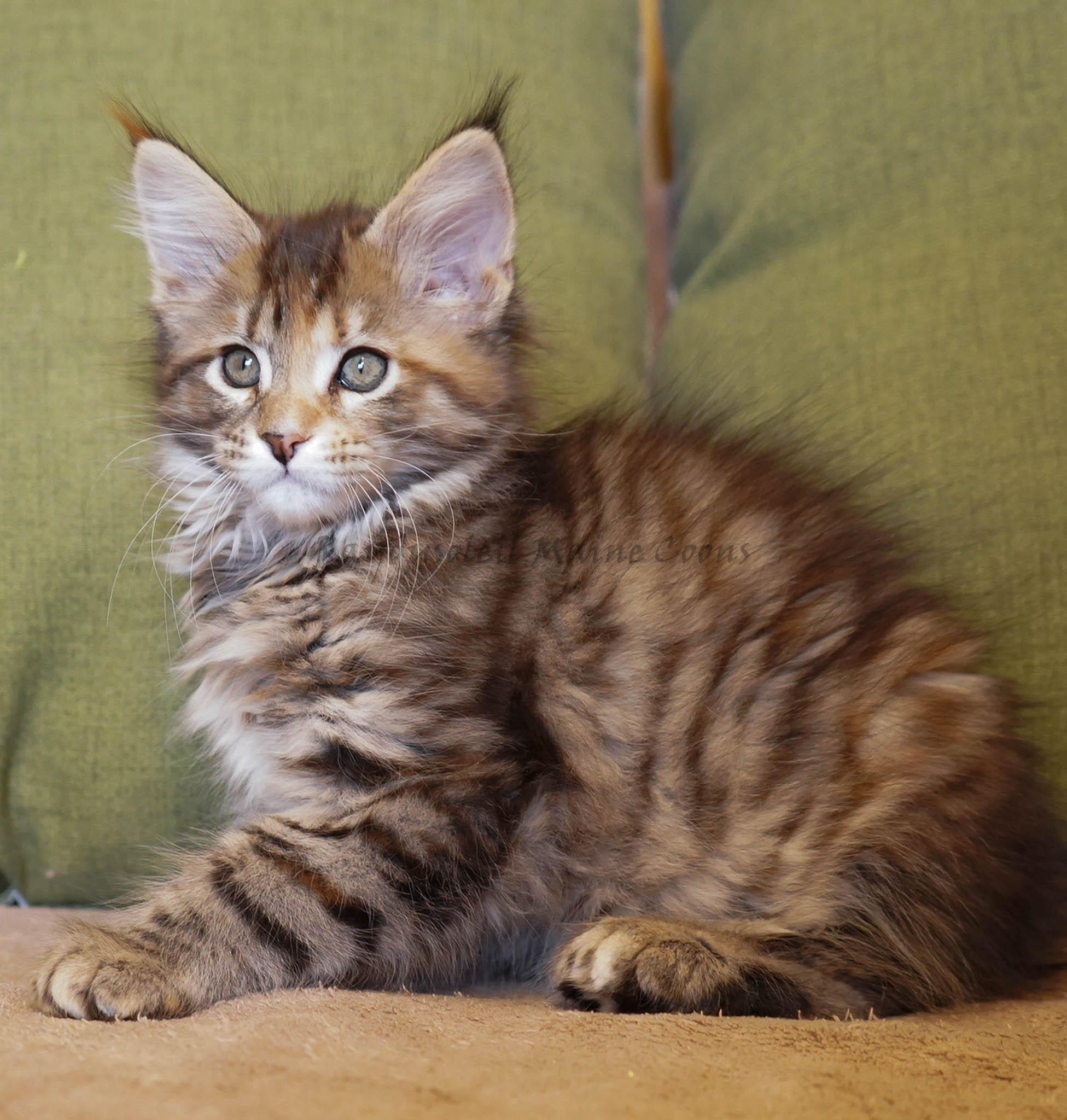 Melba Polydactyl 10 weeks old-Available