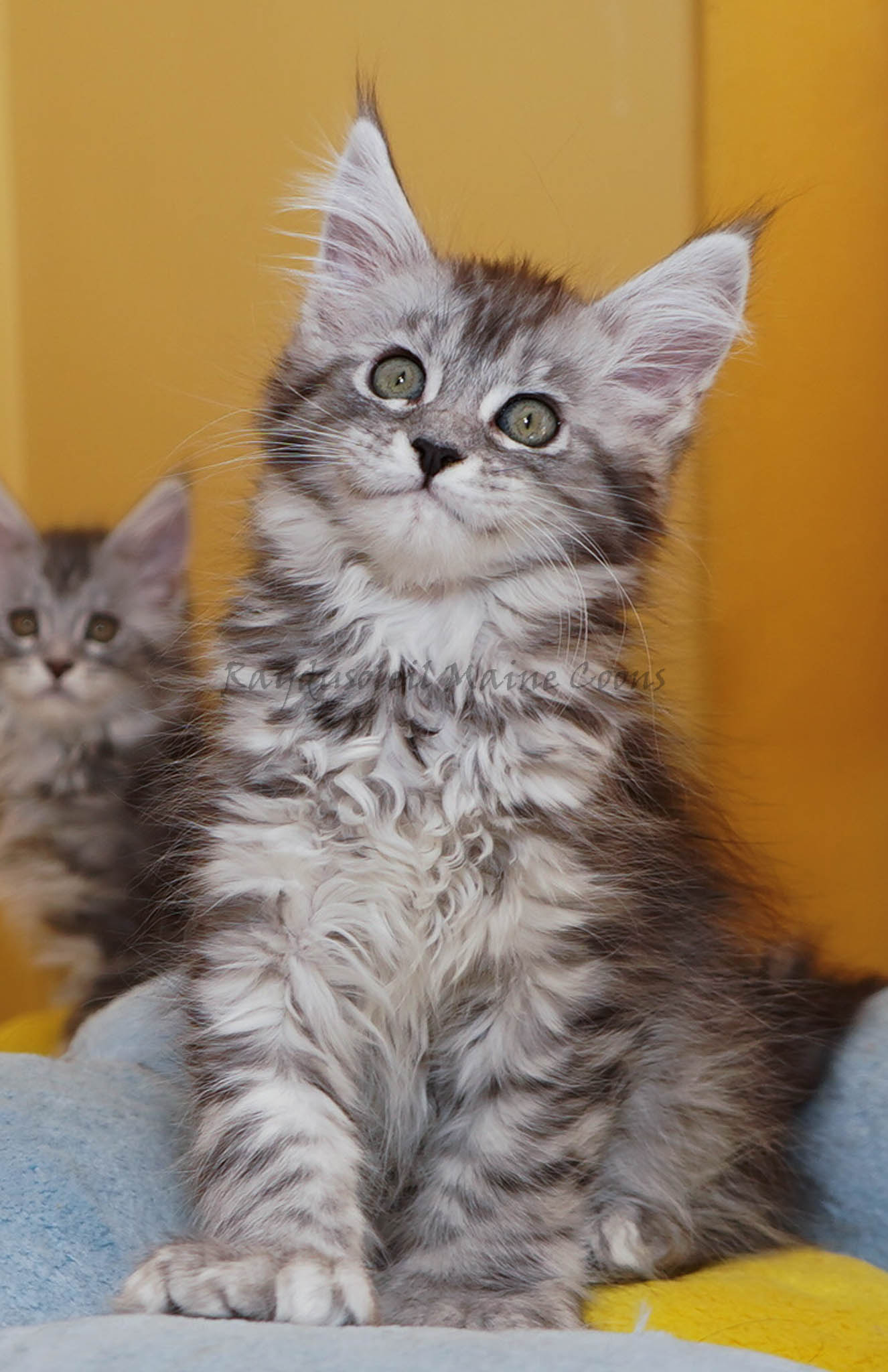 Maggie Polydactyl 10 weeks old RESERVED for Alyssa from Sheboygan, WI