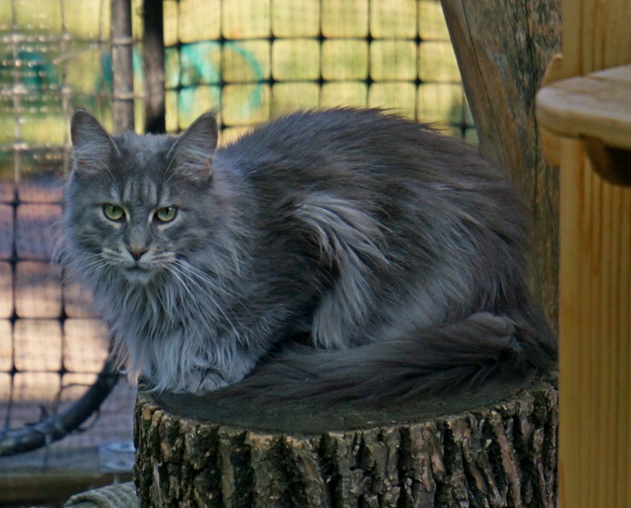 Top Coon Quincy of Raydusoleil lives with Sandy in Chicago, IL